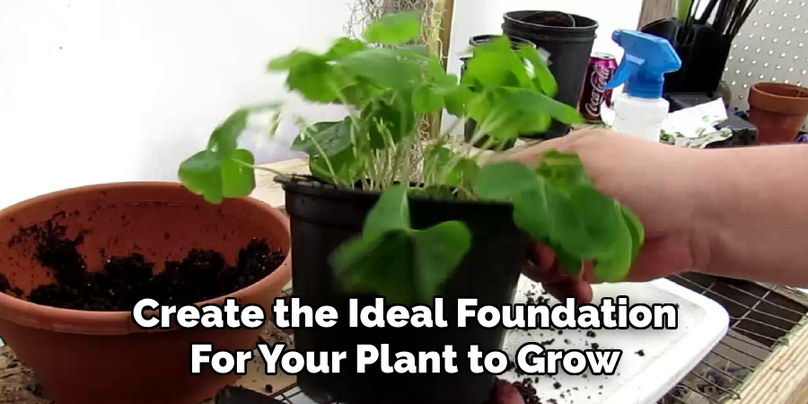 Create the Ideal Foundation
For Your Plant to Grow