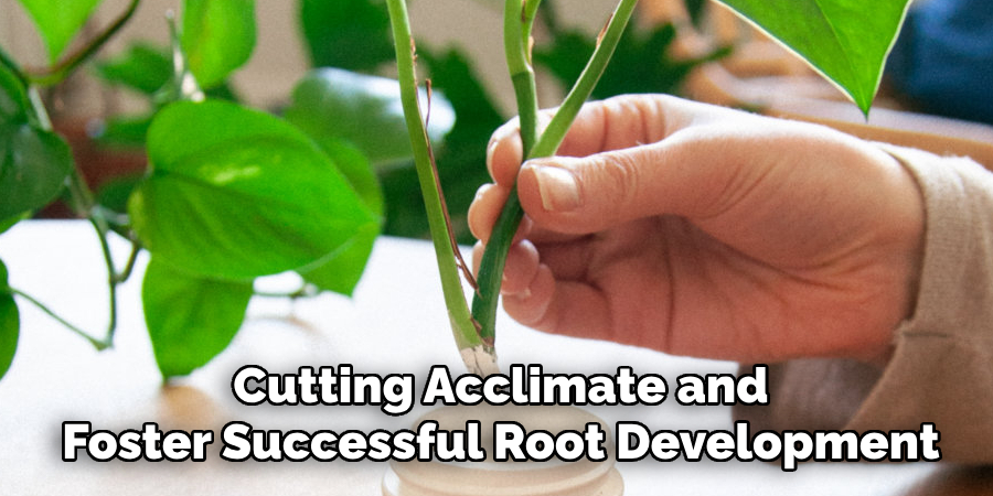Cutting Acclimate and
Foster Successful Root Development