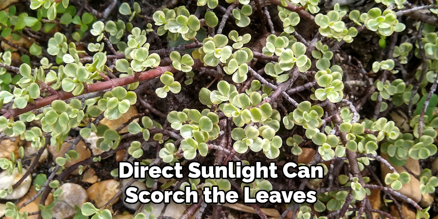 Direct Sunlight Can
Scorch the Leaves