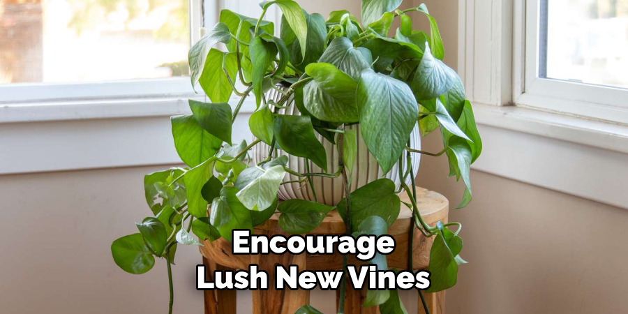 Encourage
Lush New Vines