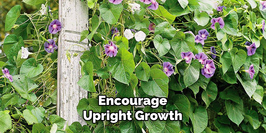 Encourage
Upright Growth