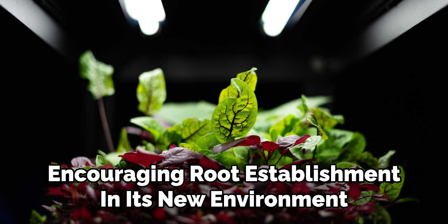 Encouraging Root Establishment
In Its New Environment