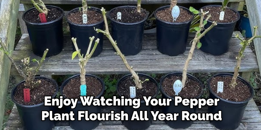 Enjoy Watching Your Pepper
Plant Flourish All Year Round