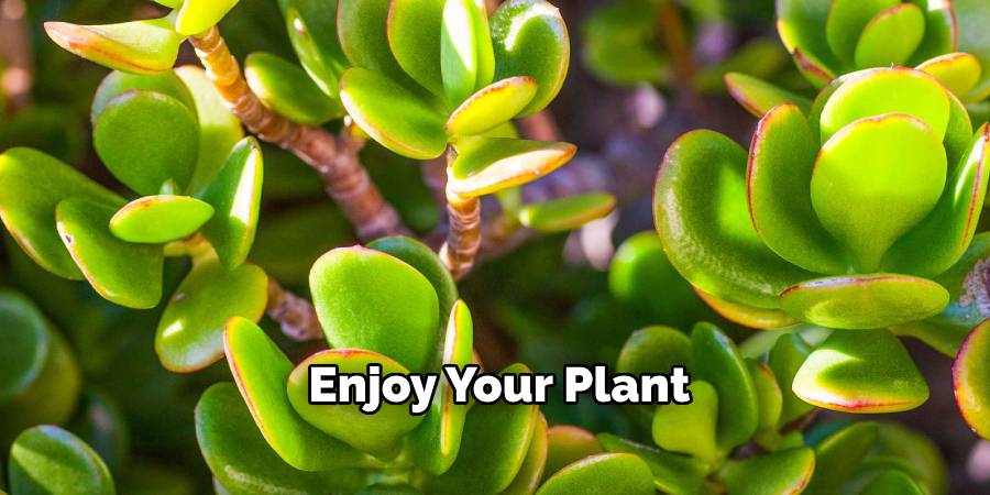 Enjoy Your Plant