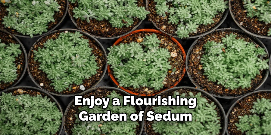 Enjoy a Flourishing
Garden of Sedum