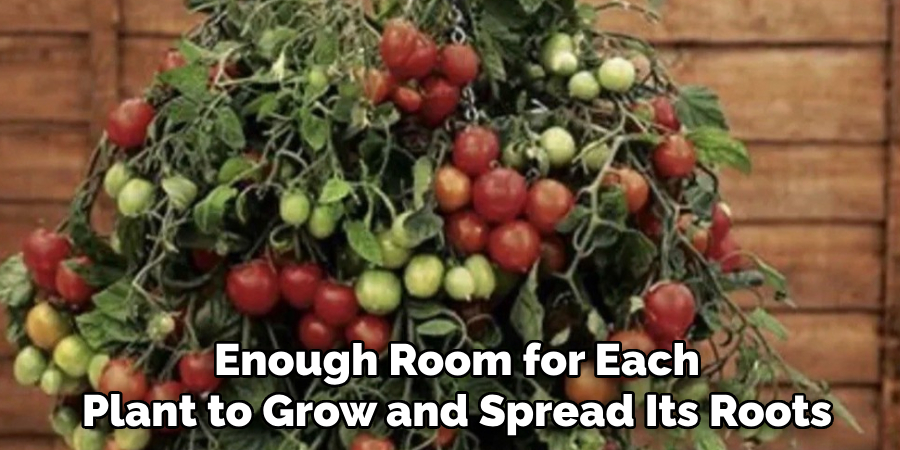 Enough Room for Each
Plant to Grow and Spread Its Roots