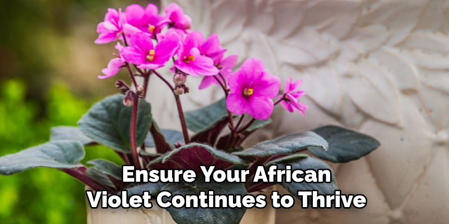 Ensure Your African
Violet Continues to Thrive