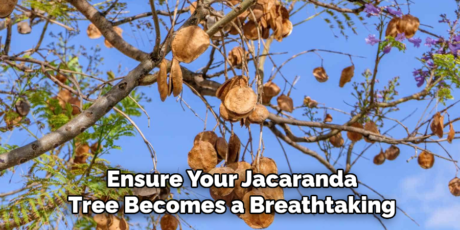 Ensure Your Jacaranda
Tree Becomes a Breathtaking