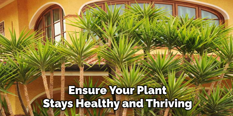Ensure Your Plant
Stays Healthy and Thriving