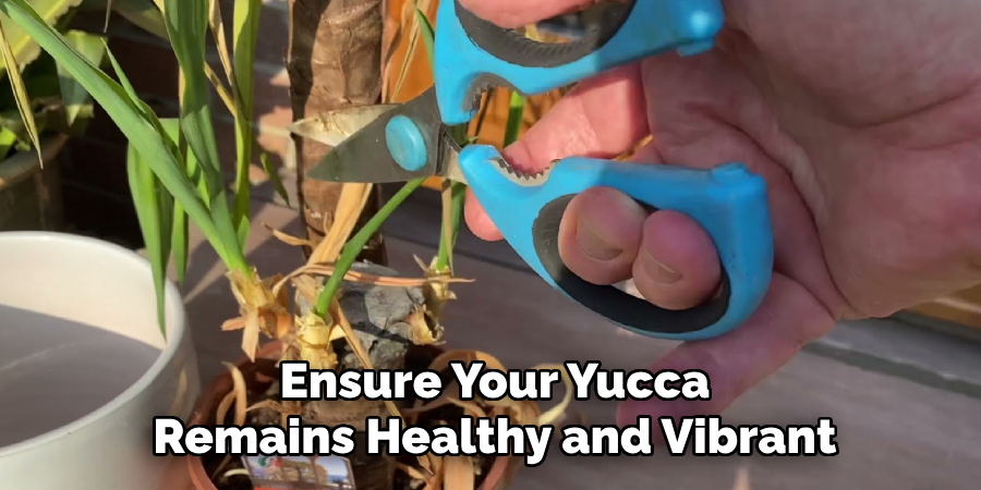 Ensure Your Yucca
Remains Healthy and Vibrant