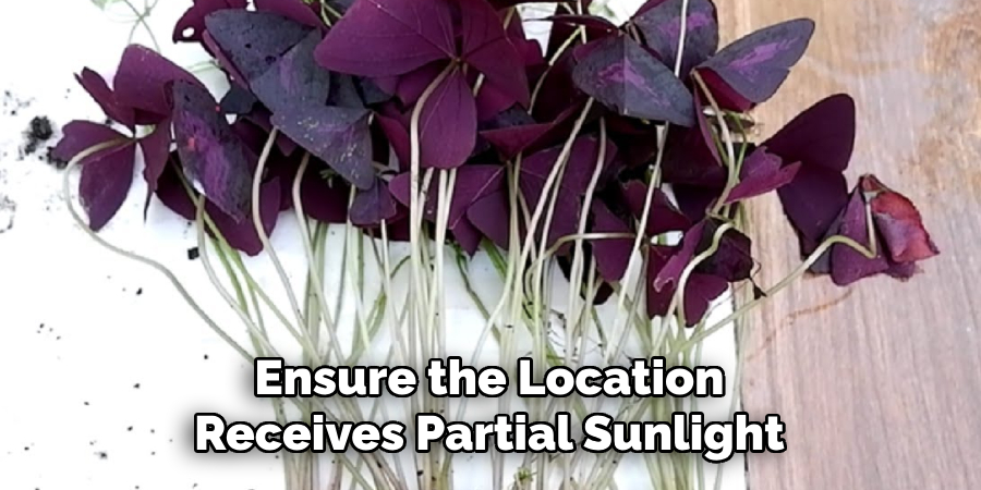 Ensure the Location
Receives Partial Sunlight