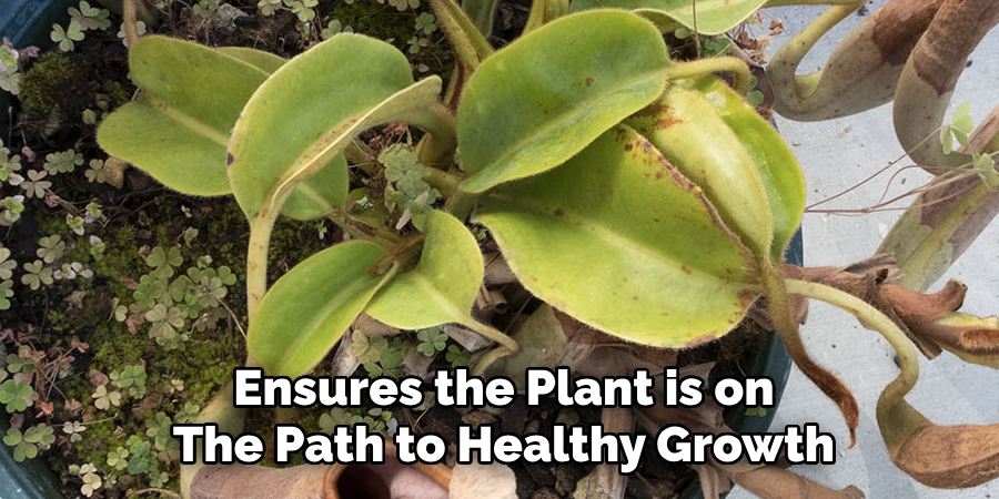 Ensures the Plant is on
The Path to Healthy Growth