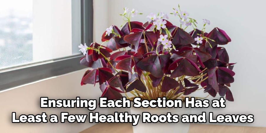 Ensuring Each Section Has at
Least a Few Healthy Roots and Leaves