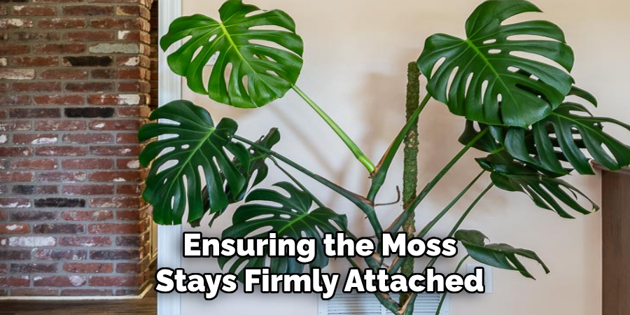 Ensuring the Moss
Stays Firmly Attached