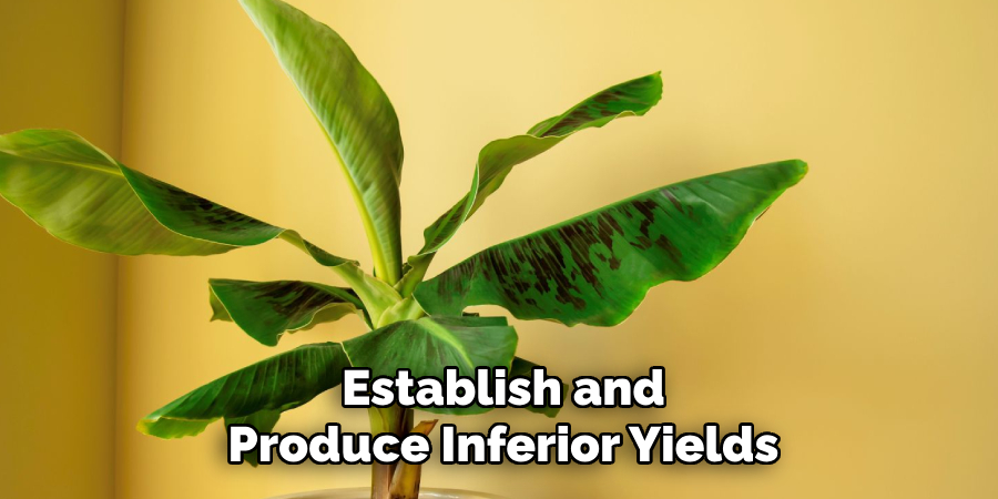 Establish and
Produce Inferior Yields