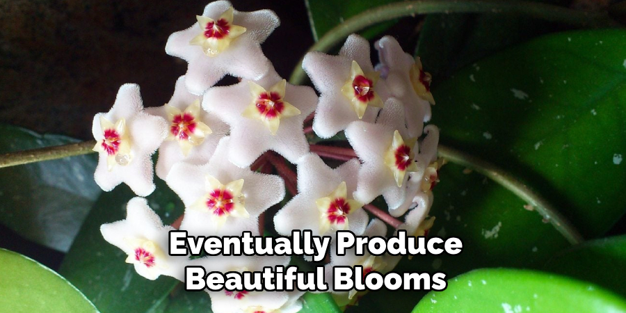 Eventually Produce
Beautiful Blooms