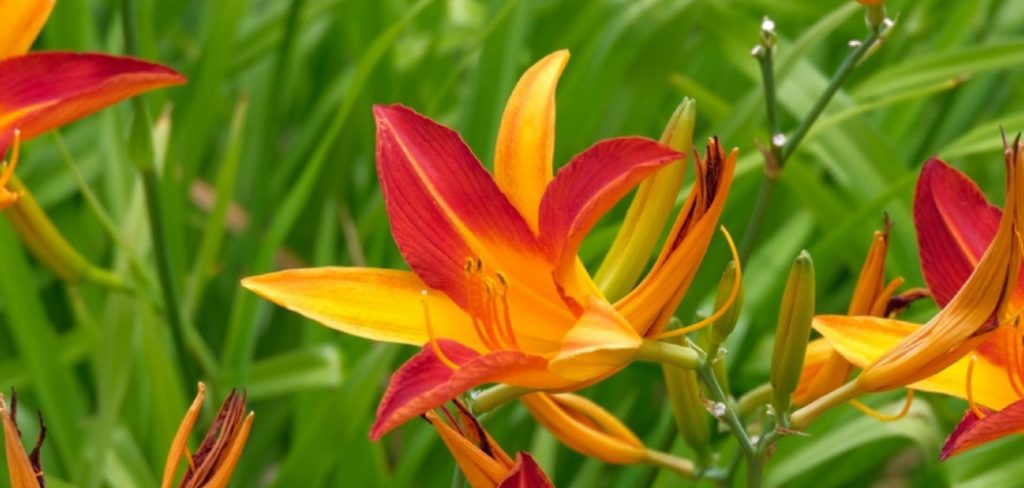 How to Take Care of Daylily Plants