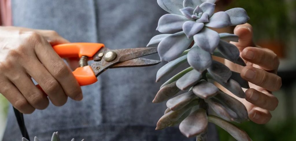 How to Trim Succulent Plants
