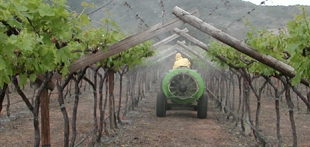How to Fertilize Grape Plants