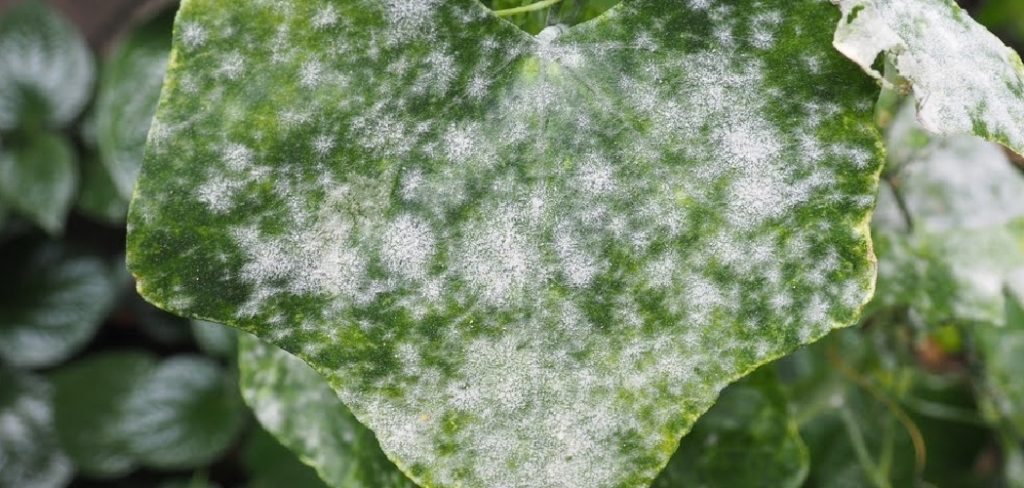 How to Get Rid of White Mold on Plants