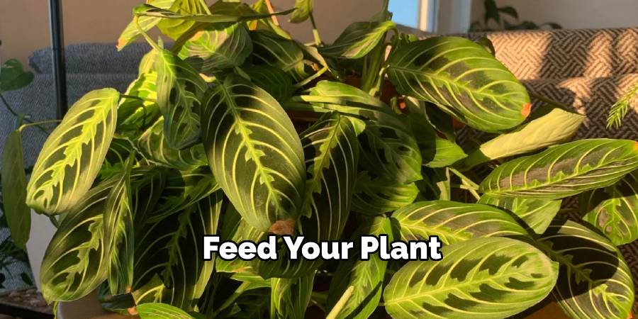 Feed Your Plant