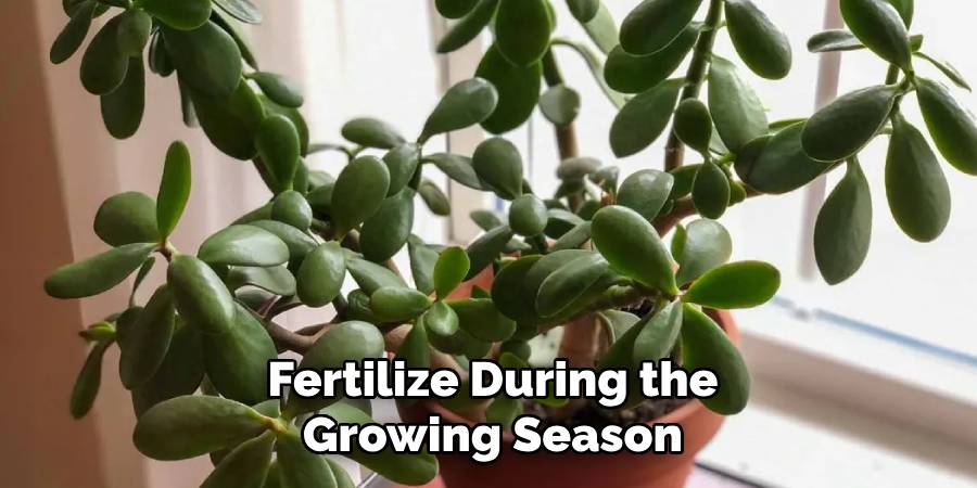 Fertilize During the Growing Season