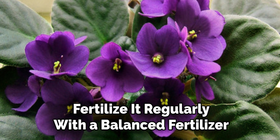 Fertilize It Regularly
With a Balanced Fertilizer