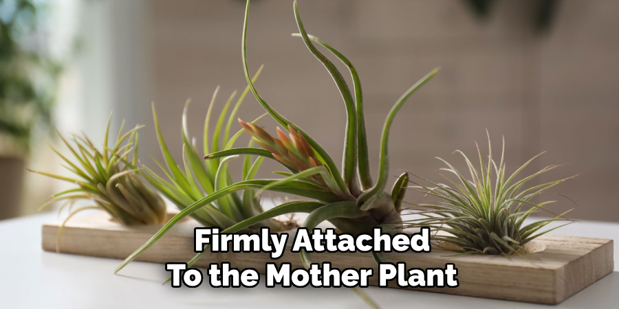 Firmly Attached
To the Mother Plant