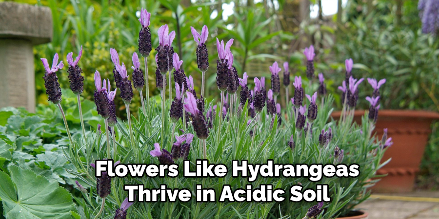 Flowers Like Hydrangeas
Thrive in Acidic Soil