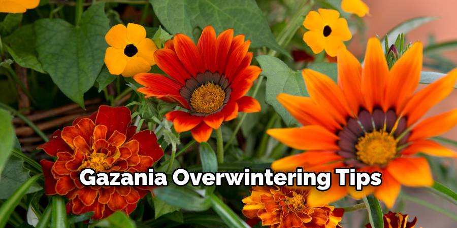 Gazania Overwintering Tips