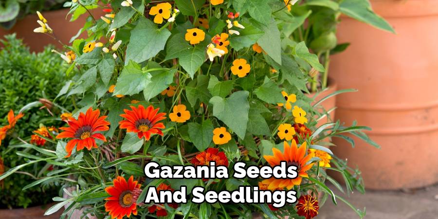 Gazania Seeds and Seedlings