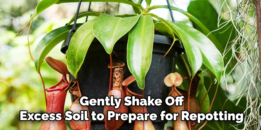 Gently Shake Off
Excess Soil to Prepare for Repotting