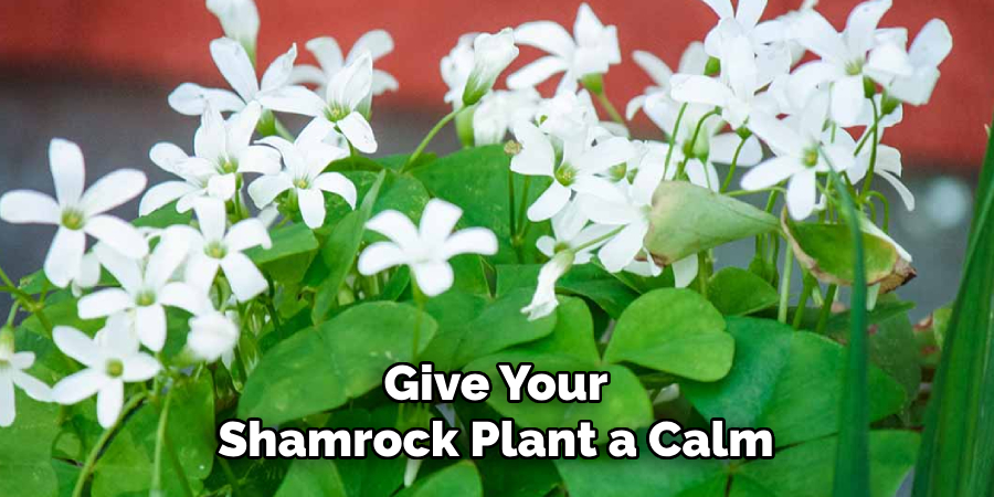 Give Your
Shamrock Plant a Calm