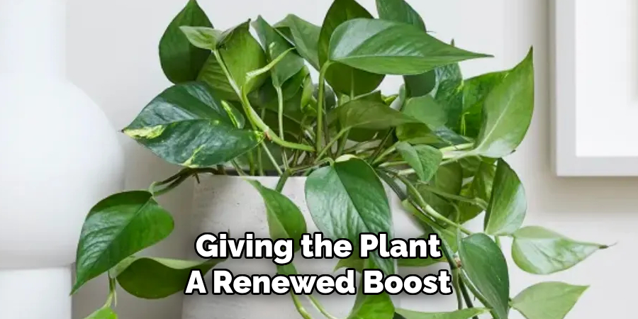 Giving the Plant
A Renewed Boost