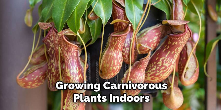 Growing Carnivorous Plants Indoors