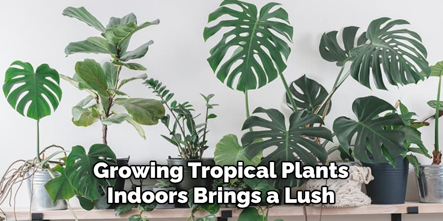 Growing Tropical Plants
Indoors Brings a Lush