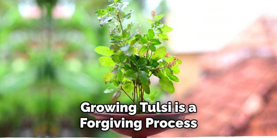Growing Tulsi is a
Forgiving Process