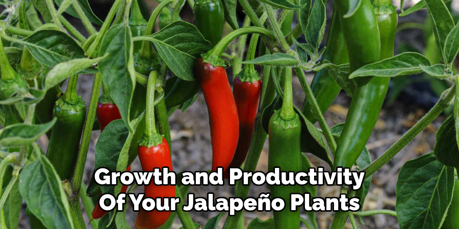 Growth and Productivity
Of Your Jalapeño Plants