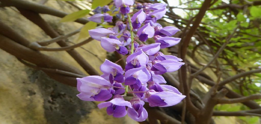How to Acclimate Plants to Outdoors