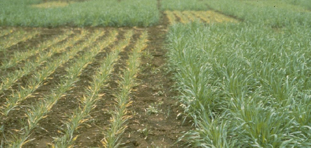 How to Add Phosphorus to Plants