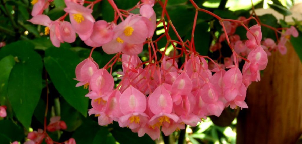 How to Care for Angel Wing Begonia Plants