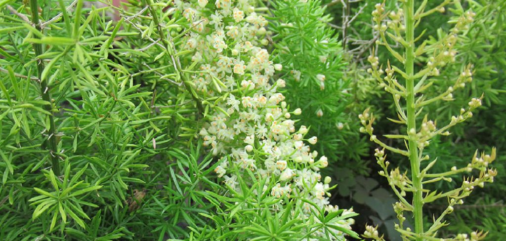 How to Care for Asparagus Plants in the Fall