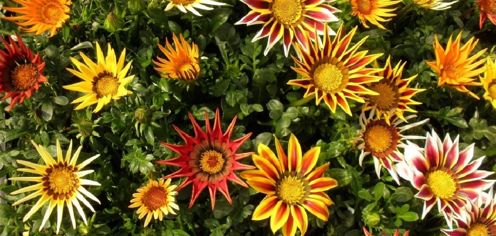 How to Care for Gazania