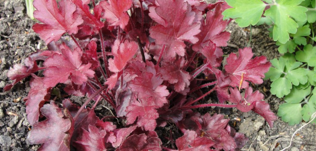 How to Care for Heuchera Plants