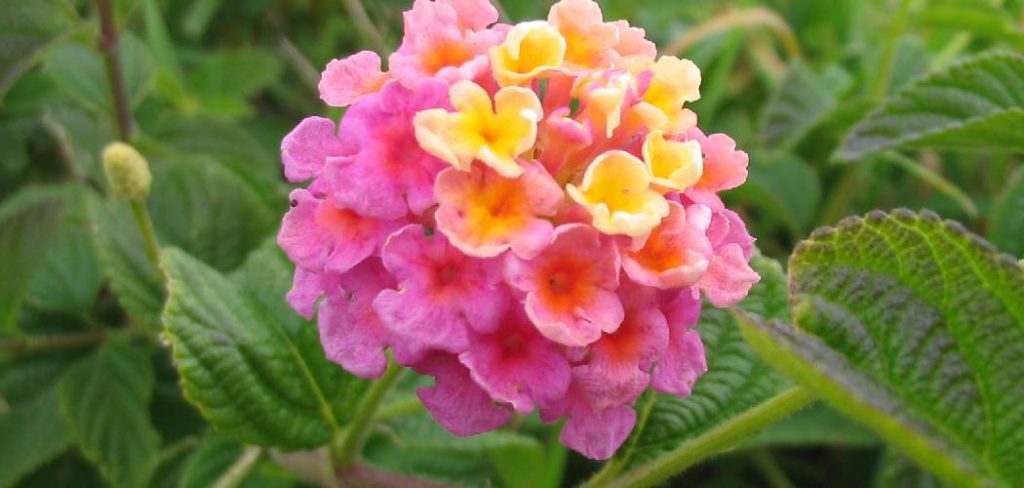 How to Care for Lantana Plants