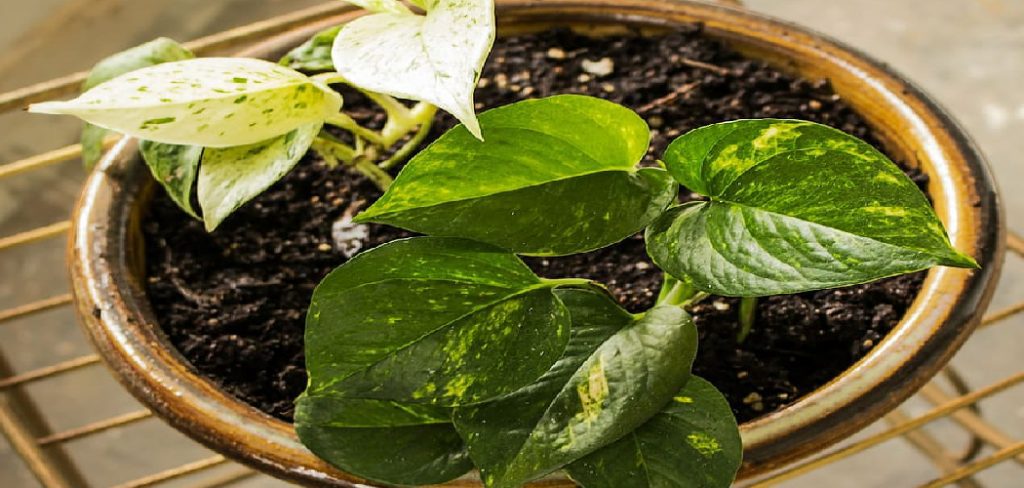 How to Care for Pothos Plants