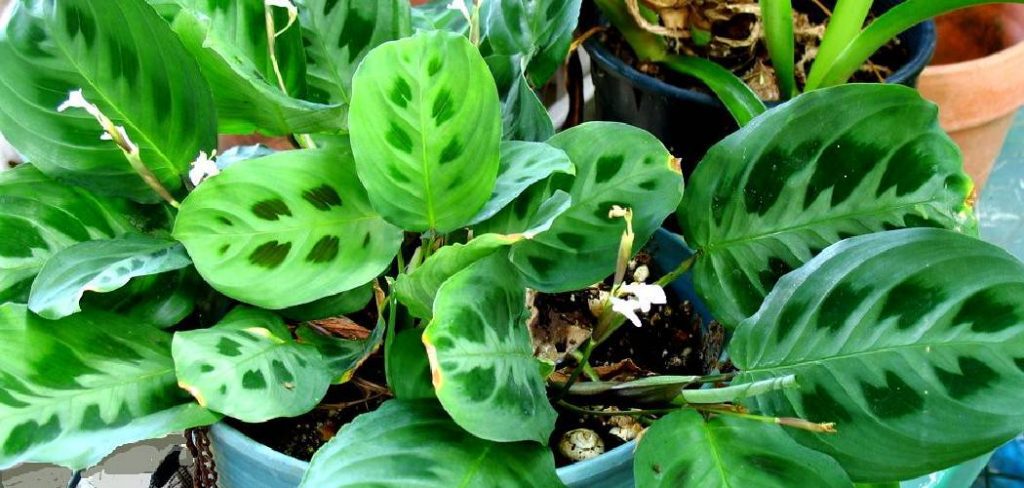 How to Care for Prayer Plants Indoors