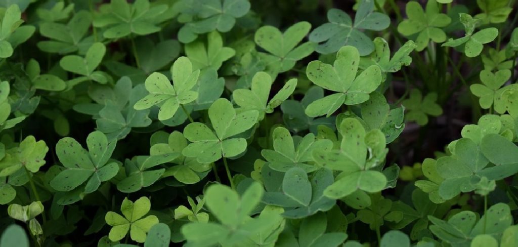 How to Care for Shamrock Plants Indoors
