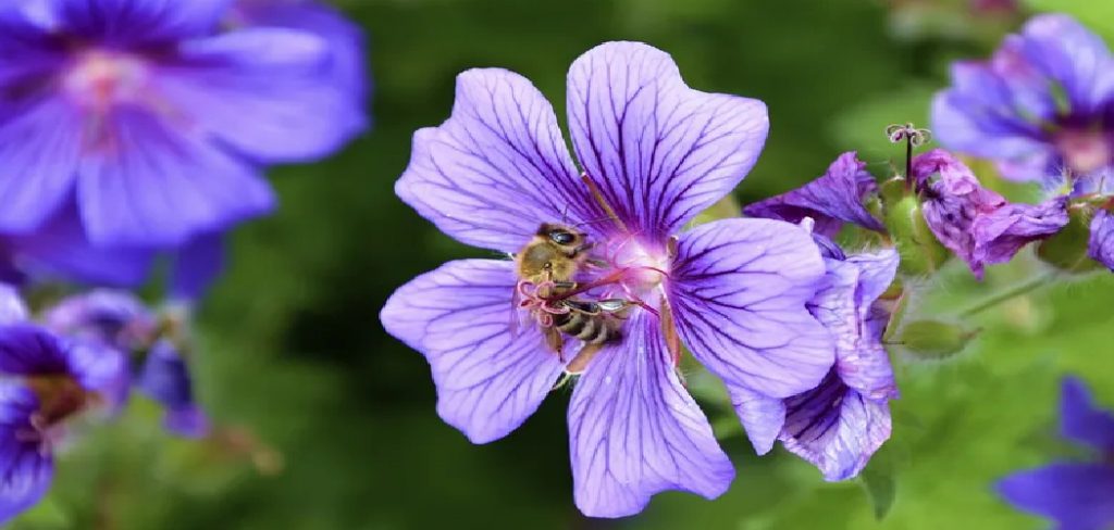 How to Deadhead Dianthus Plants