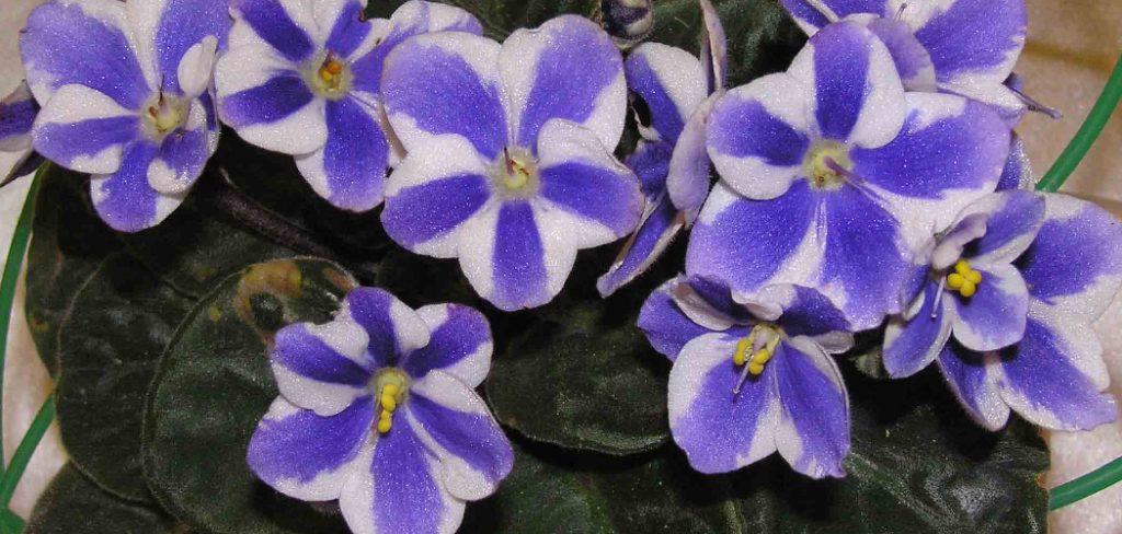 How to Divide African Violet Plants
